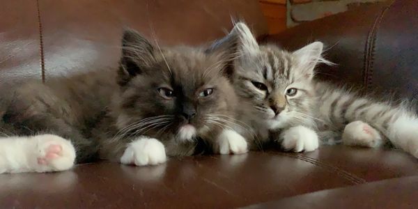 Seal mitted hot sale sepia ragdoll